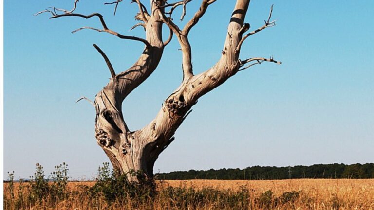 Abattage d’arbre mort à Beynac