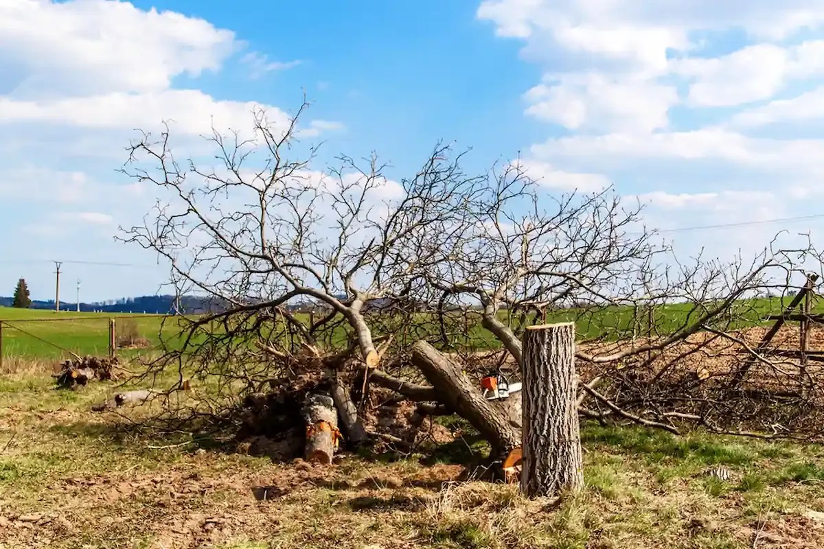 Abattage sécurisé d’arbre mort à Beynac