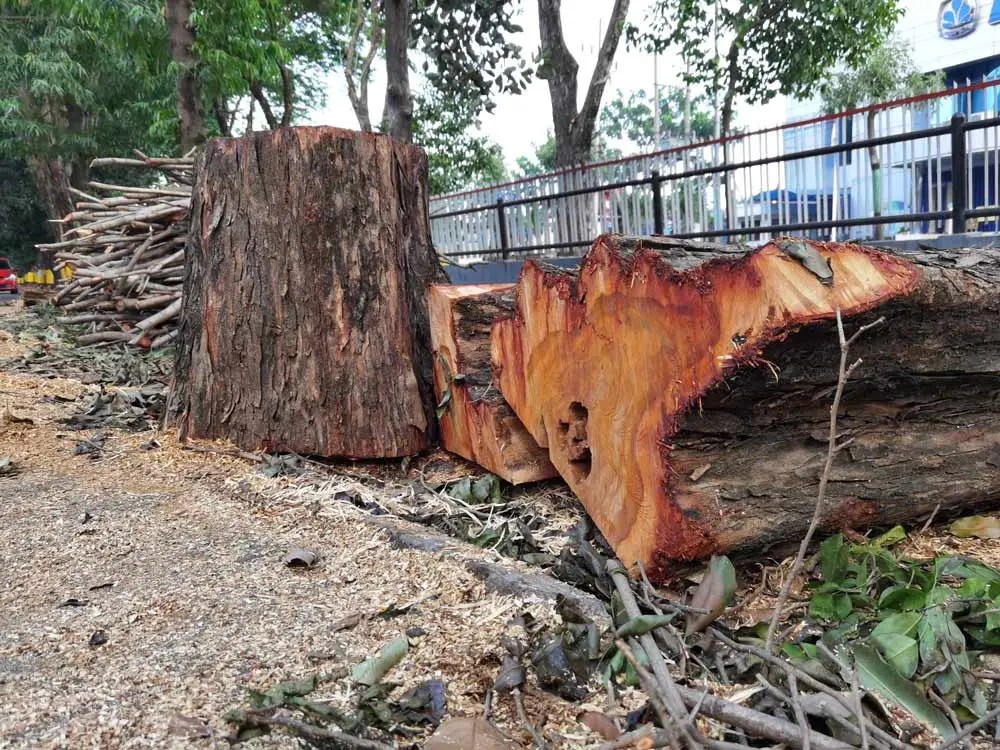 Abattage d’arbres à Limoges par Mirando Élagage Expert