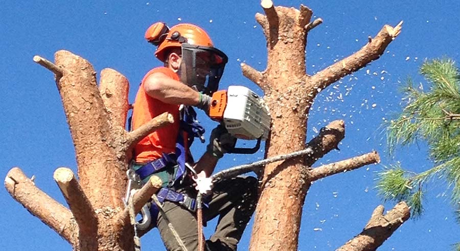 Élagage professionnel à Beynac
