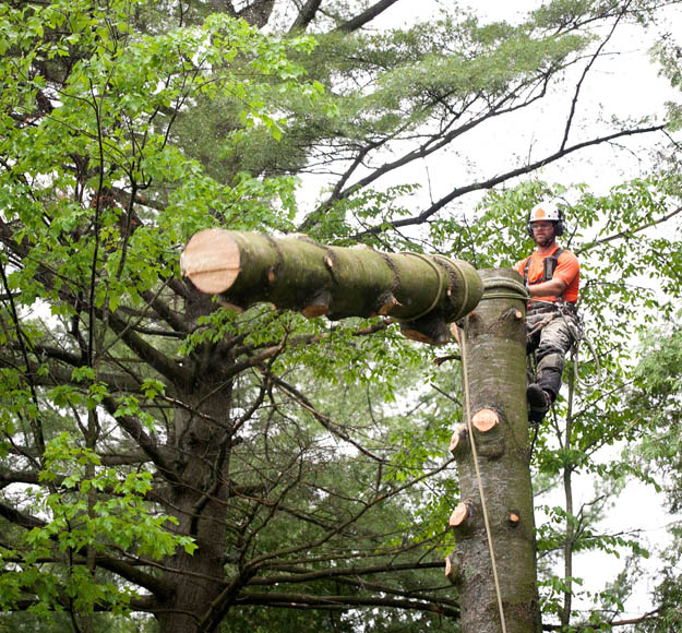 Abattage sécurisé à Beynac