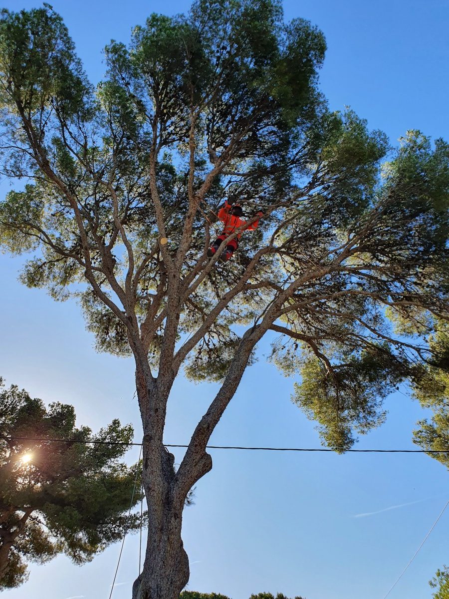 Élagage de pin à Condat-sur-Vienne