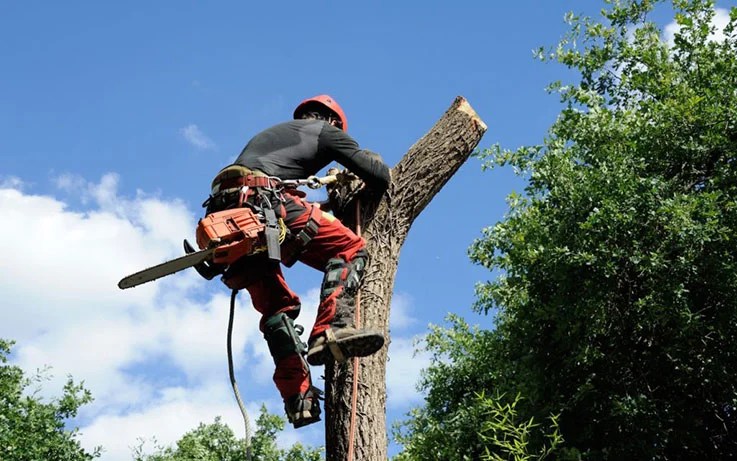 Élagage sécurisé à Limoges par Mirando Élagage Expert