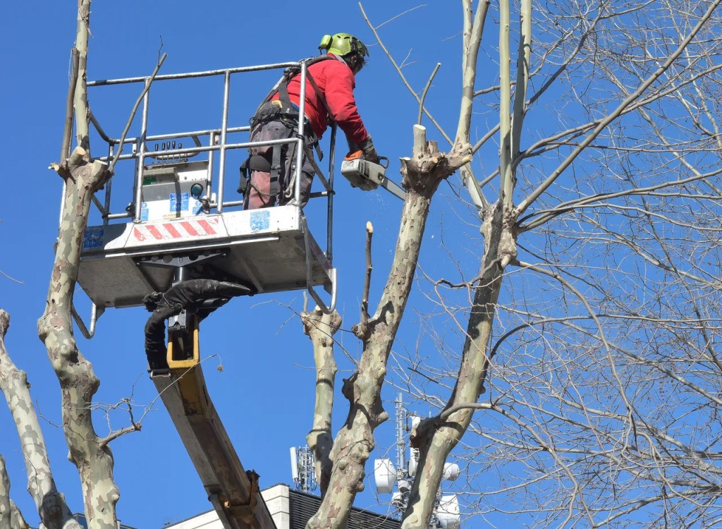 Élagage de platane à Beynac