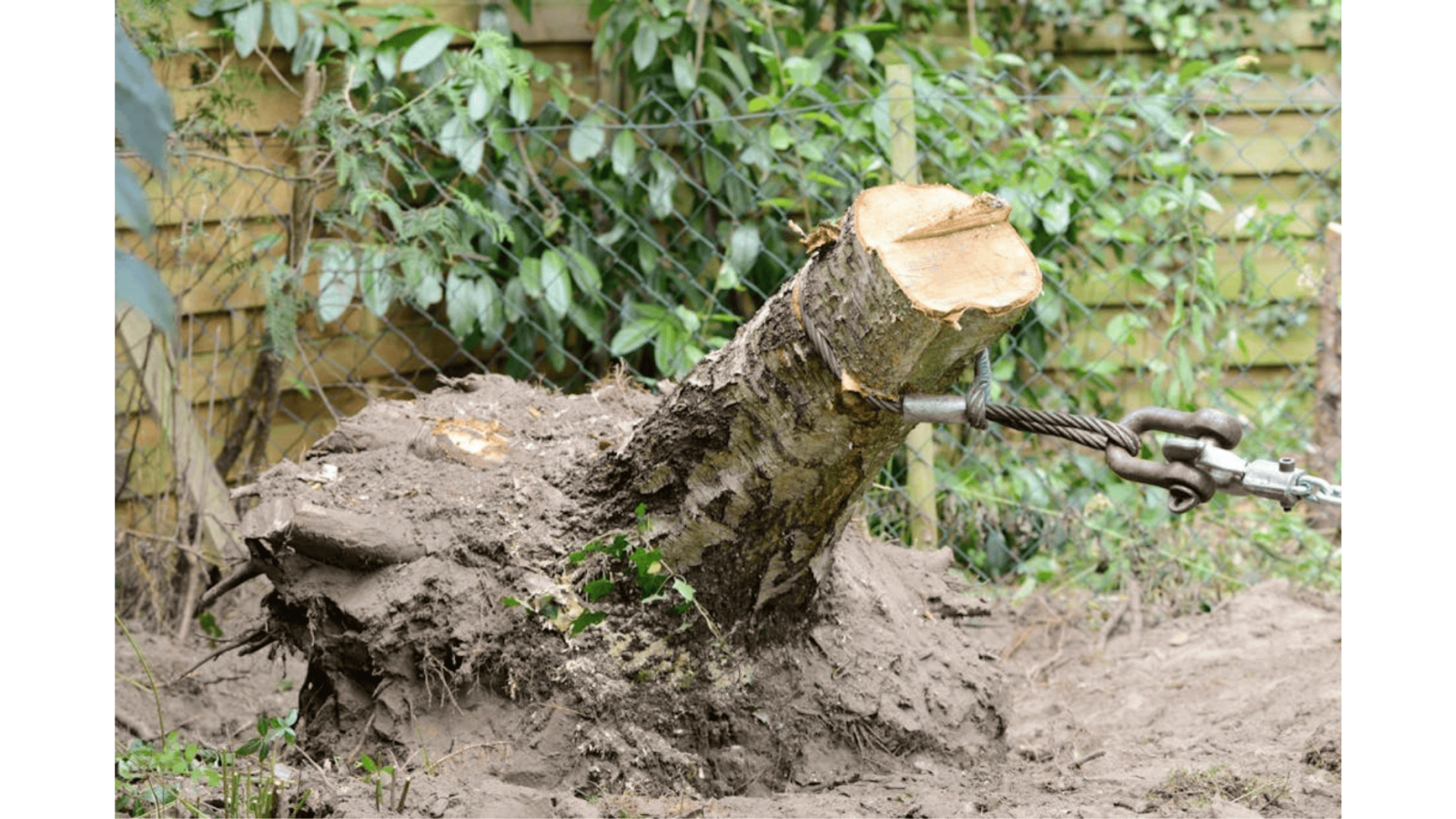 Enlèvement manuel de souche à Beynac