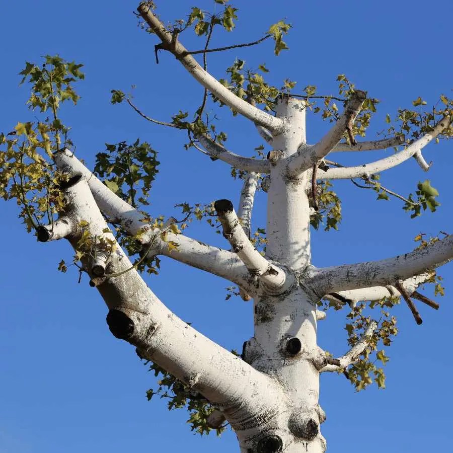 Étêtage sécurisé à Beynac