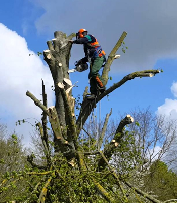 Étêtage d’arbre à Beynac