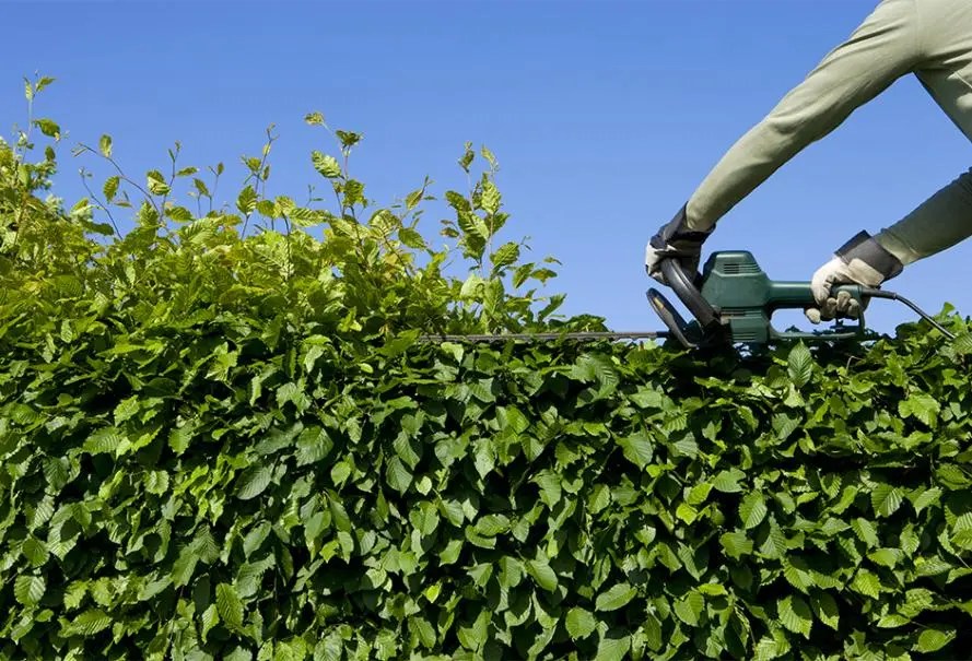 Taille soignée de haies à Limoges