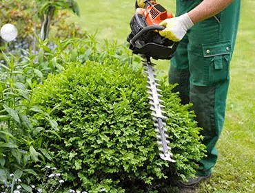 Entretien d’arbustes à Limoges (87000)