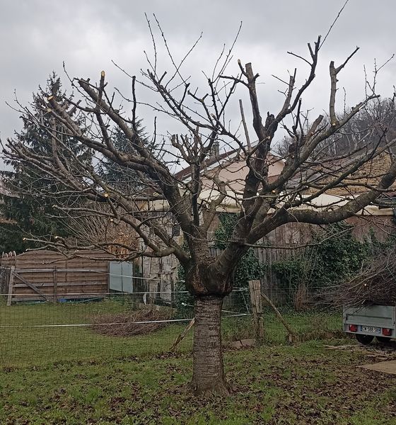 Taille de cerisier à Beynac