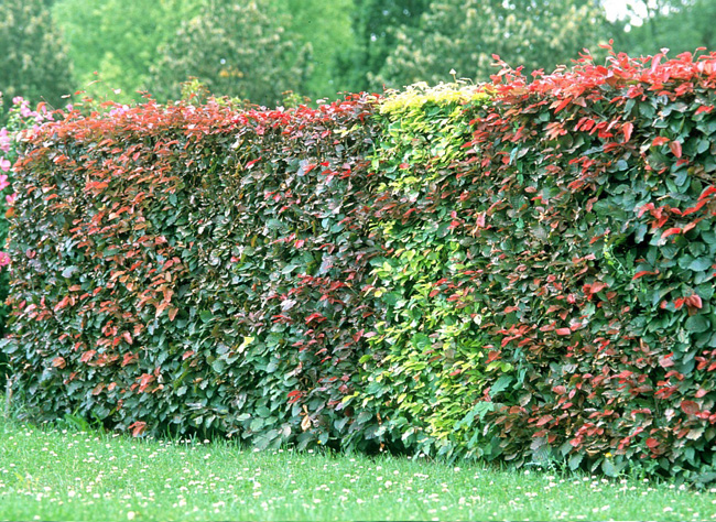 Taille de haie décorative à Beynac