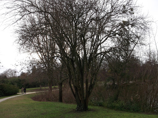 Taille de prunier à Beynac