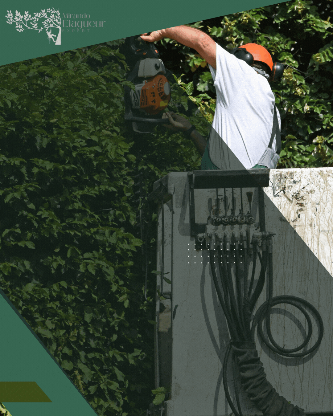 Élagage et taille de haies à Limoges (87000) par Mirando Élagage Expert